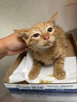 Dion -  Domestic Short Hair Cat for Adoption in Chico, California - Dion | PetCurious