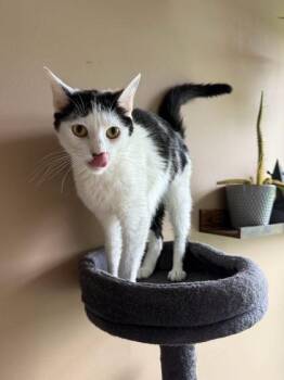 Siriano -  Domestic Short Hair Cat for Adoption in Berwick, Pennsylvania - Siriano | PetCurious