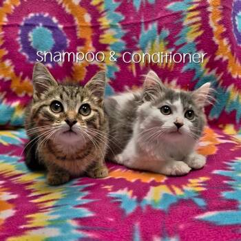 Conditioner -  Domestic Medium Hair Cat for Adoption in Parkersburg, West Virginia - Conditioner | PetCurious