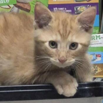 Domestic Short Hair Cats Available for Adoption in Danville, Illinois - Oogie | PetCurious