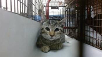 LUPE -  Domestic Short Hair Cat for Adoption in Doral, Florida - LUPE | PetCurious