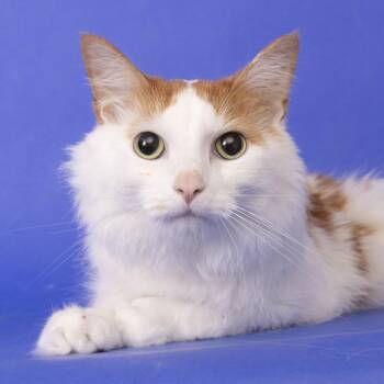 Domestic Long Hair Cats Available for Adoption - Luna | PetCurious