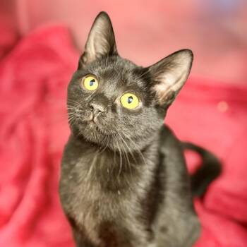 Belkis -  Domestic Short Hair Cat for Adoption in Stafford Township, New Jersey - Belkis | PetCurious