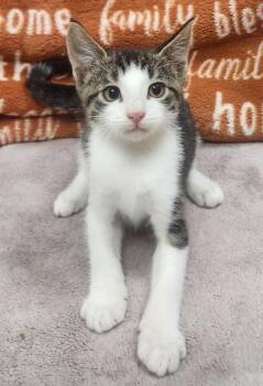 Quartz -  Domestic Short Hair Cat for Adoption in Little Rock, Arkansas - Quartz | PetCurious