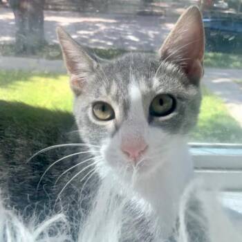 Ray -  Domestic Short Hair Cat for Adoption in Houston, Texas - Ray | PetCurious