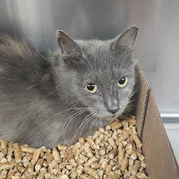 Peanut -  Domestic Long Hair Cat for Adoption in Donalsonville, Georgia - Peanut | PetCurious