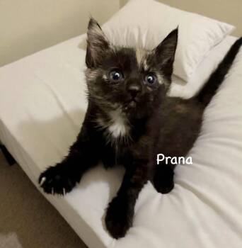 Tortoiseshell and Domestic Medium Hair Cats Available for Adoption - Prana | PetCurious