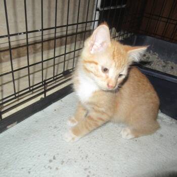Blossom -  Domestic Short Hair Cat for Adoption in Rochester, Minnesota - Blossom | PetCurious