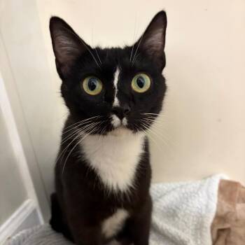 Scuttle -  Domestic Short Hair Cat for Adoption in Brownsboro, Alabama - Scuttle | PetCurious