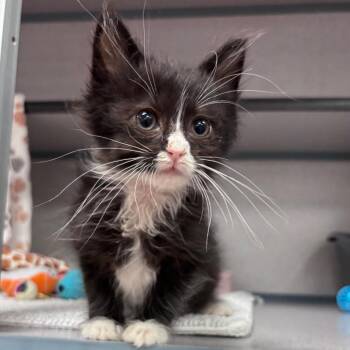 Bagel -  Domestic Medium Hair Cat for Adoption in Goleta, California - Bagel | PetCurious