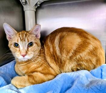 Domestic Short Hair Cats Available for Adoption in New Cumberland, West Virginia - Hendrix | PetCurious