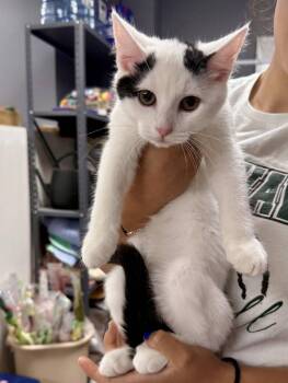 CAT - Oliver -  Domestic Short Hair Cat for Adoption in Gilberts, Illinois - CAT - Oliver | PetCurious
