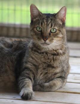 Edith -  Domestic Short Hair Cat for Adoption in North Fort Myers, Florida - Edith | PetCurious