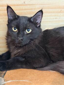 Practical Magic -  Siamese Cat for Adoption in New Braunfels, Texas - Practical Magic | PetCurious