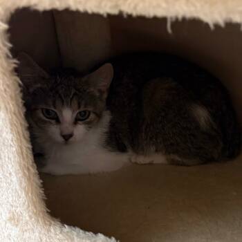 Rescue Domestic Short Hair Cats for Adoption in Middlebury, Vermont - Pie | PetCurious