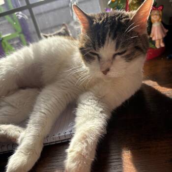 Tiffany -  Domestic Medium Hair Cat for Adoption in Midland, Texas - Tiffany | PetCurious