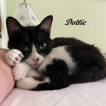 Dottie -  Tuxedo Cat for Adoption in Southern Pines, North Carolina - Dottie | PetCurious