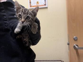 KENNY -  Domestic Short Hair Cat for Adoption in Tustin, California - KENNY | PetCurious