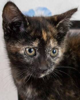 Domestic Short Hair and Tortoiseshell Cats Available for Adoption - Hannah | PetCurious