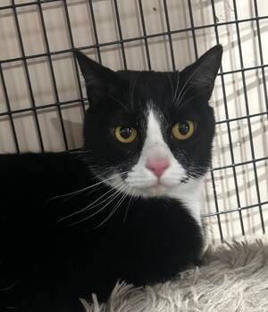 Domestic Short Hair Cats Available for Adoption in Cottonwood, Arizona - Tux (Studly) | PetCurious