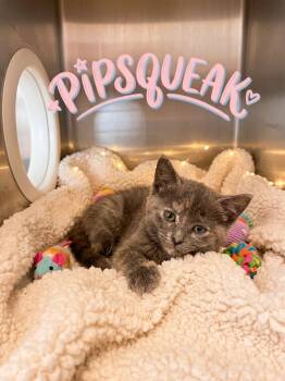 Pipsqueak -  Domestic Short Hair Cat for Adoption in Heber City, Utah - Pipsqueak | PetCurious