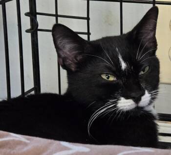 Cadbury -  Tuxedo Cat for Adoption in Windsor, Connecticut - Cadbury | PetCurious
