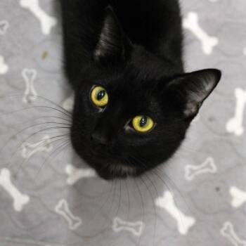 Kaliya -  Domestic Short Hair Cat for Adoption in Des Moines, Iowa - Kaliya | PetCurious