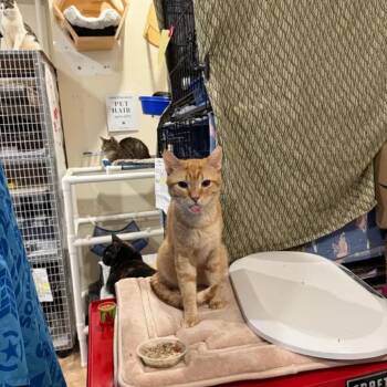 Domestic Short Hair Cats Available for Adoption - Carrot 3 | PetCurious