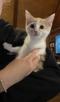 Domestic Short Hair Cats Available for Adoption in Kannapolis, North Carolina - Duchess | PetCurious