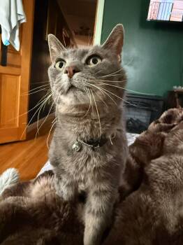 Domestic Short Hair Cats Available for Adoption in Manchester, Connecticut - Olive  | PetCurious