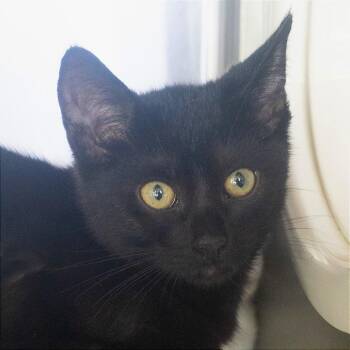 June Bug -  Domestic Short Hair Cat for Adoption in Asheville, North Carolina - June Bug | PetCurious