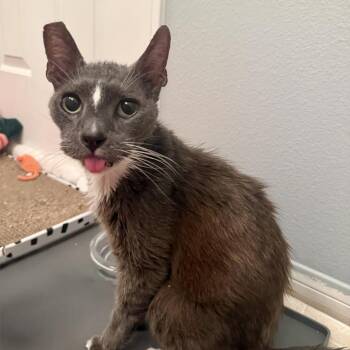 Jack (Skellington) -  Domestic Short Hair Cat for Adoption in Long Beach, California - Jack (Skellington) | PetCurious