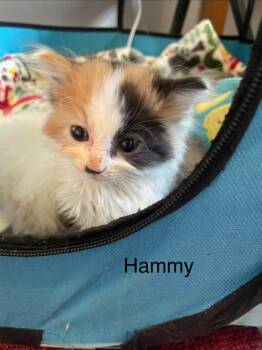 Hammy -  Domestic Short Hair Cat for Adoption in Johnson City, Tennessee - Hammy | PetCurious