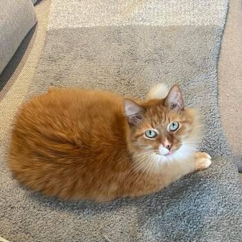 Domestic Long Hair Cats Available for Adoption - Mr. Kitty | PetCurious