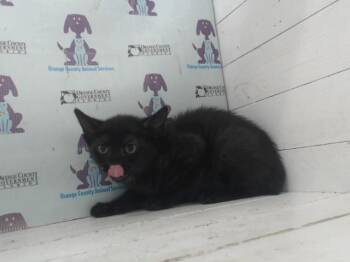 A597252 -  Domestic Short Hair Cat for Adoption in Orlando, Florida - A597252 | PetCurious
