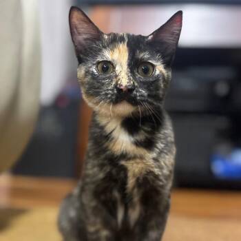 Tortellini -  Domestic Short Hair Cat for Adoption in Marshalltown, Iowa - Tortellini | PetCurious