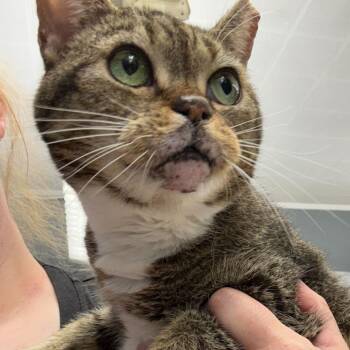 Domestic Short Hair Cats Available for Adoption in Summerlee, West Virginia - Mavis | PetCurious