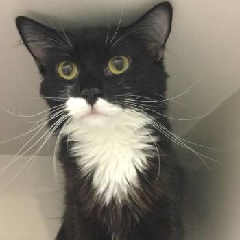 Bennie -  Domestic Medium Hair Cat for Adoption in Redwood City, California - Bennie | PetCurious