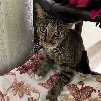 Domestic Short Hair Cats Available for Adoption - Rose | PetCurious