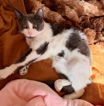 Domestic Short Hair Cats Available for Adoption - Celine | PetCurious