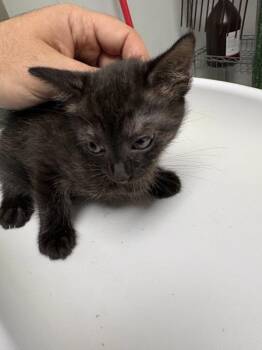 Nf9c -  Domestic Short Hair Cat for Adoption in Lawrenceville, Georgia - Nf9c | PetCurious