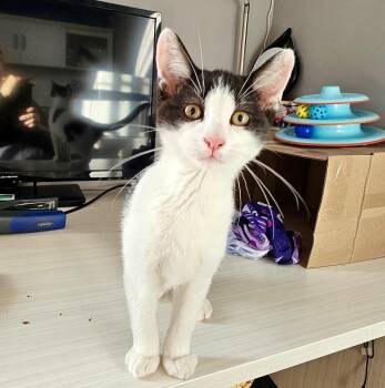 Bartok -  Domestic Short Hair Cat for Adoption in Vaughan, Ontario - Bartok | PetCurious
