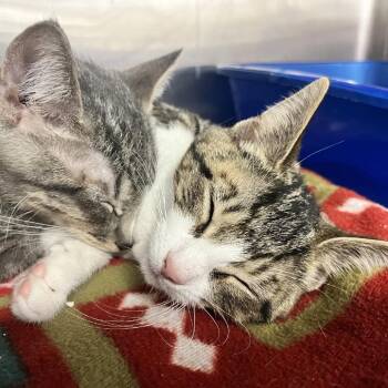 Domestic Short Hair Cats Available for Adoption - Pinknose | PetCurious