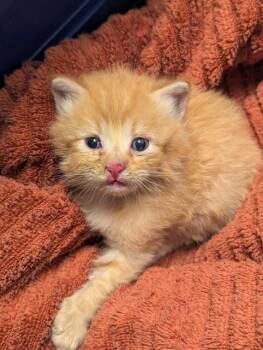 WALLY - NEEDS FOSTER -  Domestic Short Hair Cat for Adoption in Ontario, California - WALLY - NEEDS FOSTER | PetCurious