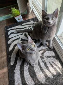 Graybie -  Domestic Short Hair Cat for Adoption in Fort Collins, Colorado - Graybie | PetCurious