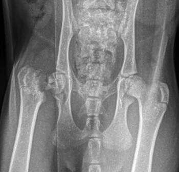 Rescue Domestic Short Hair Cats for Adoption in Boiling Springs, Pennsylvania - Kevin | PetCurious