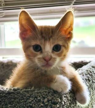 Dan Humphrey -  Domestic Short Hair Cat for Adoption in Kansas City, Missouri - Dan Humphrey | PetCurious