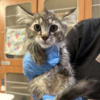 Katia -  Domestic Long Hair Cat for Adoption in Murray, Utah - Katia | PetCurious