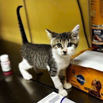Bugz -  Domestic Short Hair Cat for Adoption in Shinnston, West Virginia - Bugz | PetCurious