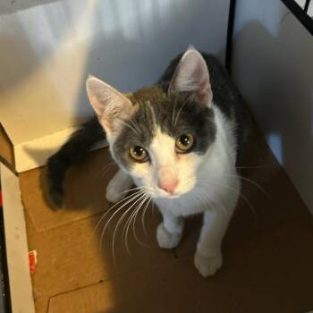 Domestic Short Hair Cats Available for Adoption - Estrella | PetCurious